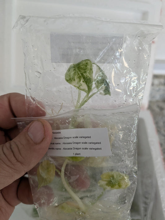Alocasia Dragon Scale Variegated | Tissue Culture Plant (Preorder) | Tomoka Farms