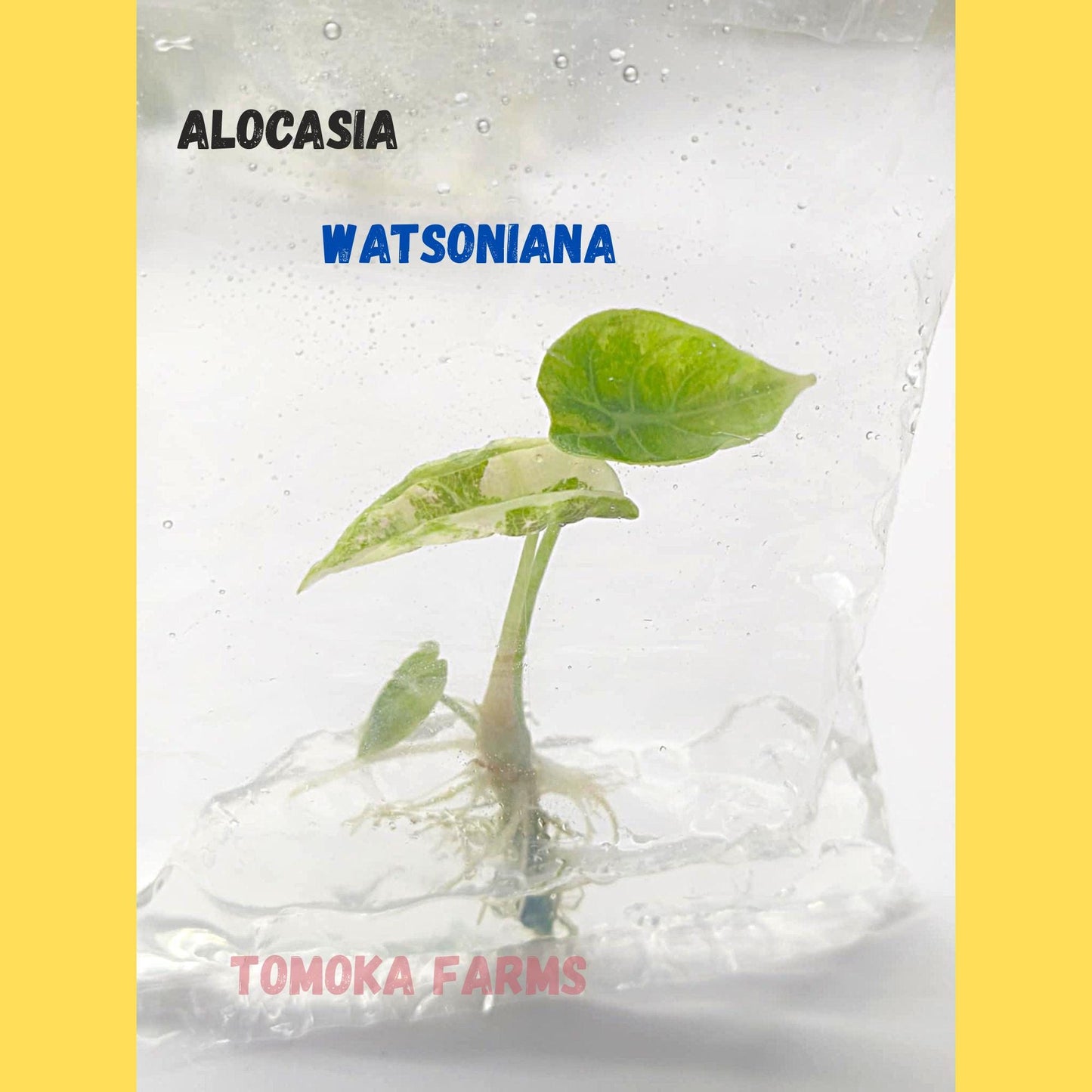 Alocasia Watsoniana Variegated | Tissue Culture Plant | Tomoka Farms