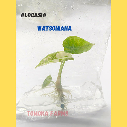 Alocasia Watsoniana Variegated | Tissue Culture Plant | Tomoka Farms