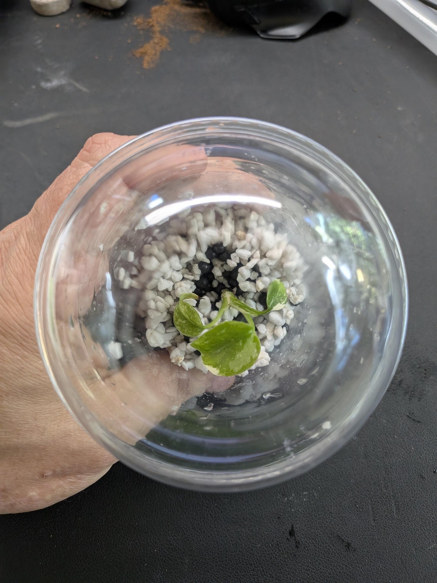 Tissue Culture Plant Acclimation Kit | Perlite/Stratum Blend (Parfait Cups) | Tomoka Farms