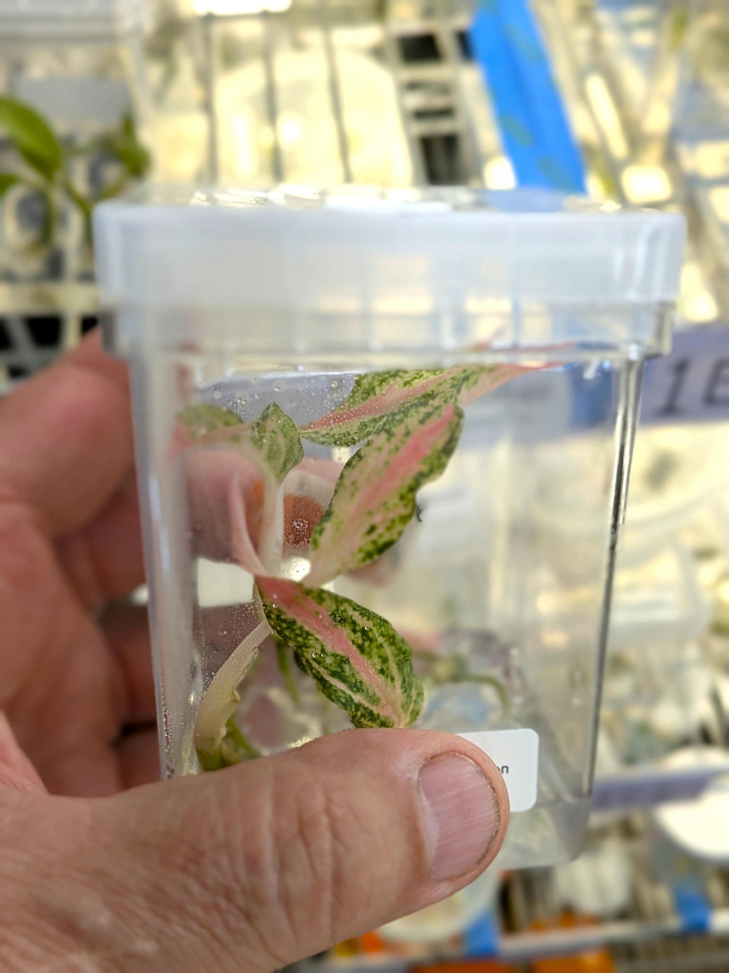 Aglaonema Paulina | Tissue Culture Plant | Tomoka Farms
