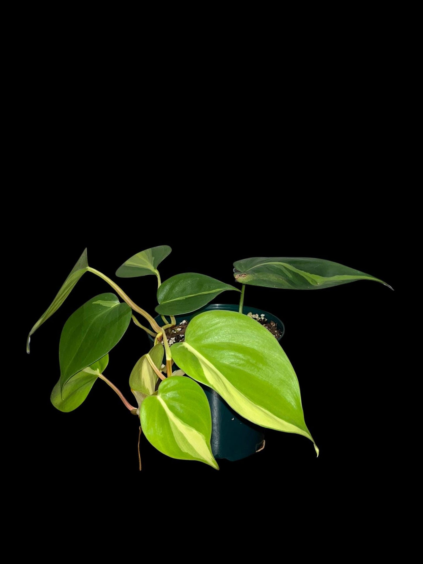 Philodendron Brasil | Starter Plant | Tomoka Farms