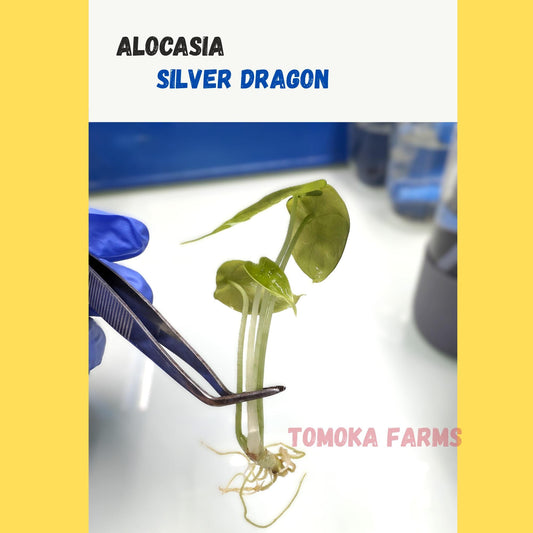 Alocasia ‘Silver Dragon’ | Tissue Culture Plant (Starter / Preorder) | Tomoka Farms