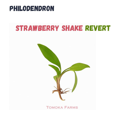 Philodendron Strawberry Shake Green (Red Emerald) | Tissue Culture Plant (Starter) | Tomoka Farms