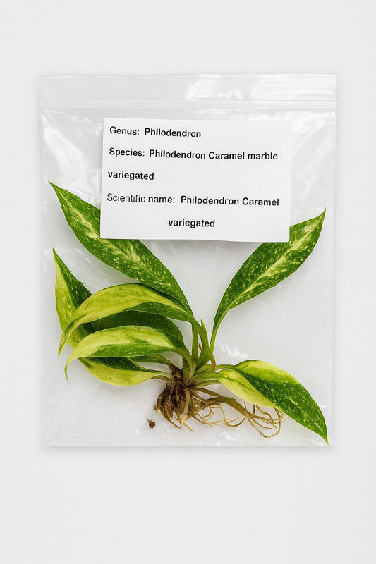Philodendron Caramel Marble Variegated | Tissue Culture Plant | Tomoka Farms