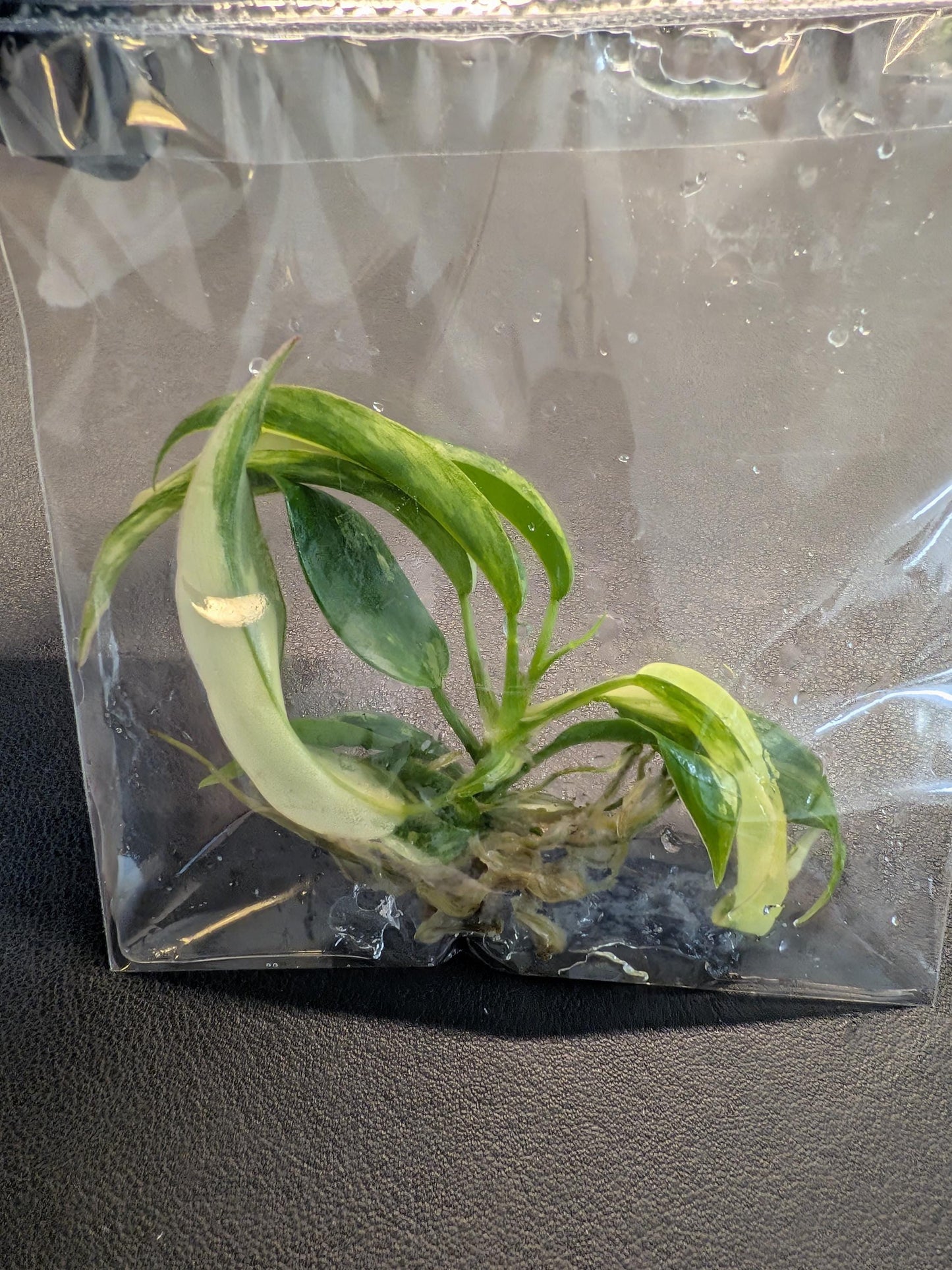 Philodendron Florida Beauty × Tortum Variegated | Tissue Culture Plant | Tomoka Farms