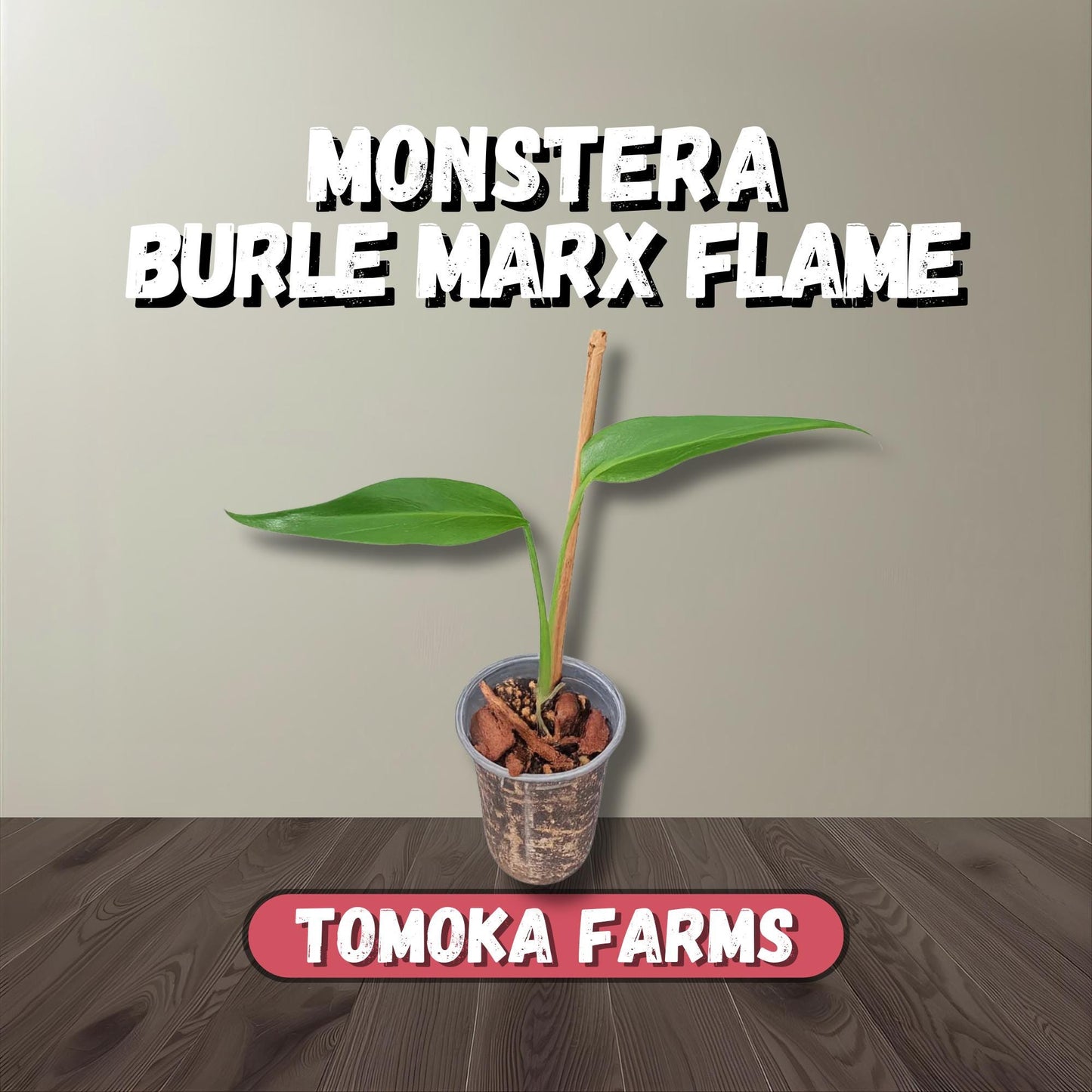 Monstera Burle Marx Flame | Starter Plant | Tomoka Farms