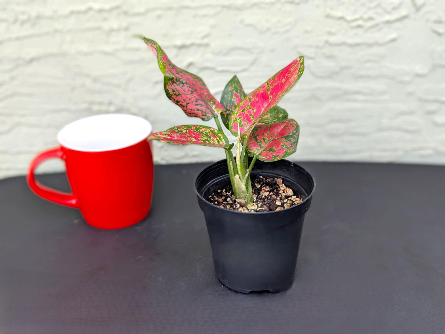 Aglaonema Red Valentine | Starter Plant | Tomoka Farms