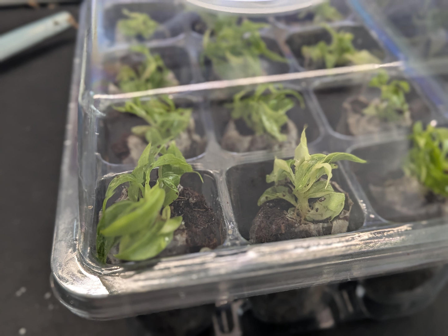 12-Cell Plant Tissue Culture Acclimation Kit | Seed Starter Tray | Tomoka Farms