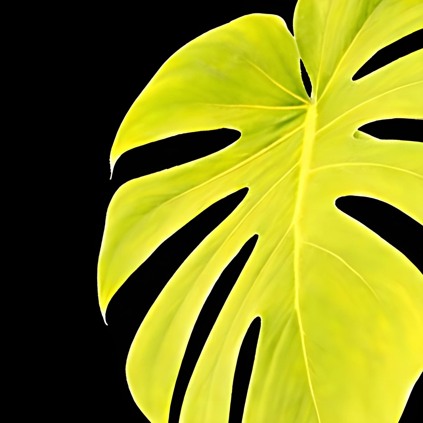 Monstera ‘Lemon Lime’ | Tissue Culture Plant (Starter / Preorder) | Tomoka Farms