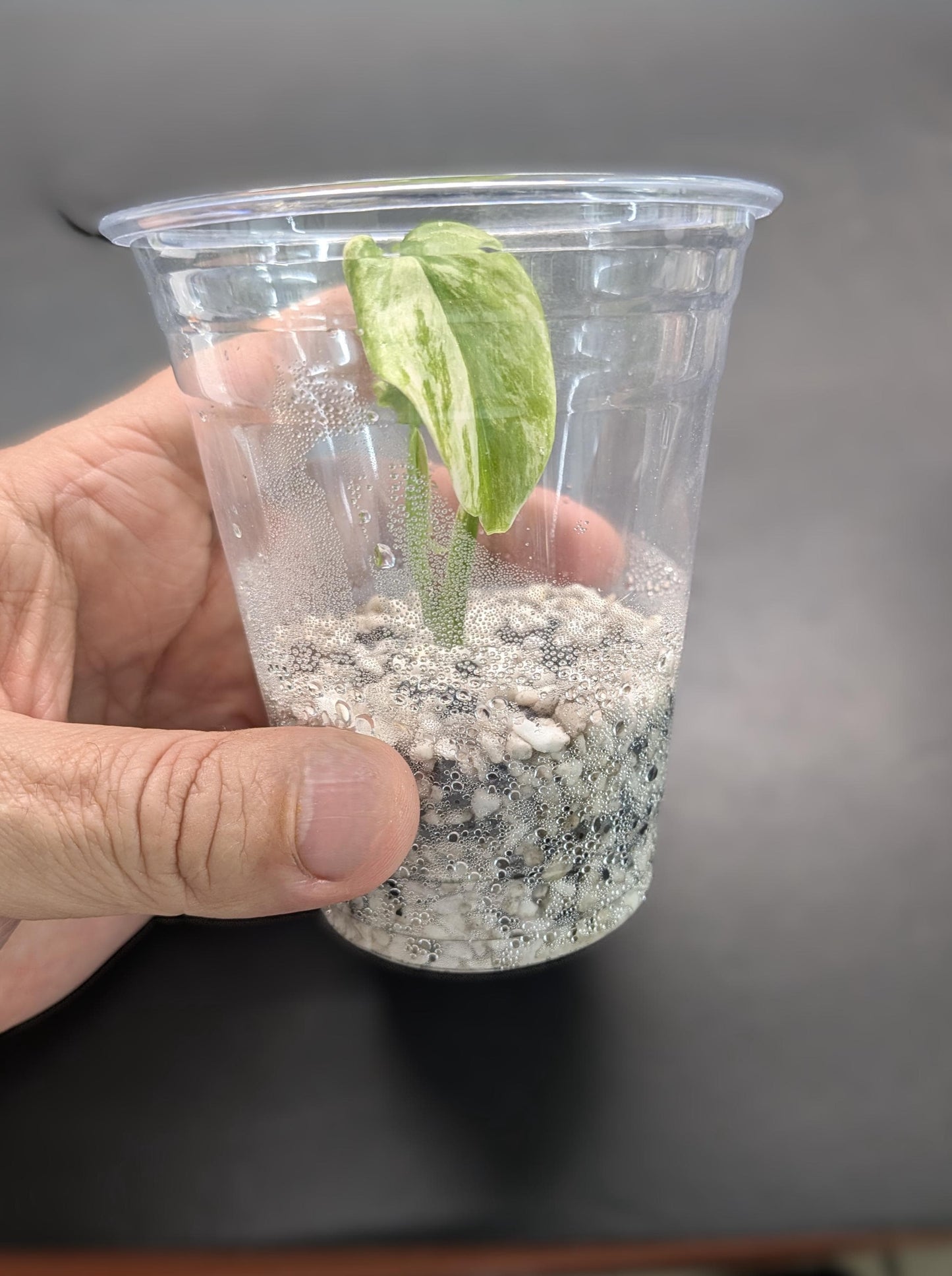 Monstera borsigiana ‘Albo’ | Tissue Culture Plant | Tomoka Farms
