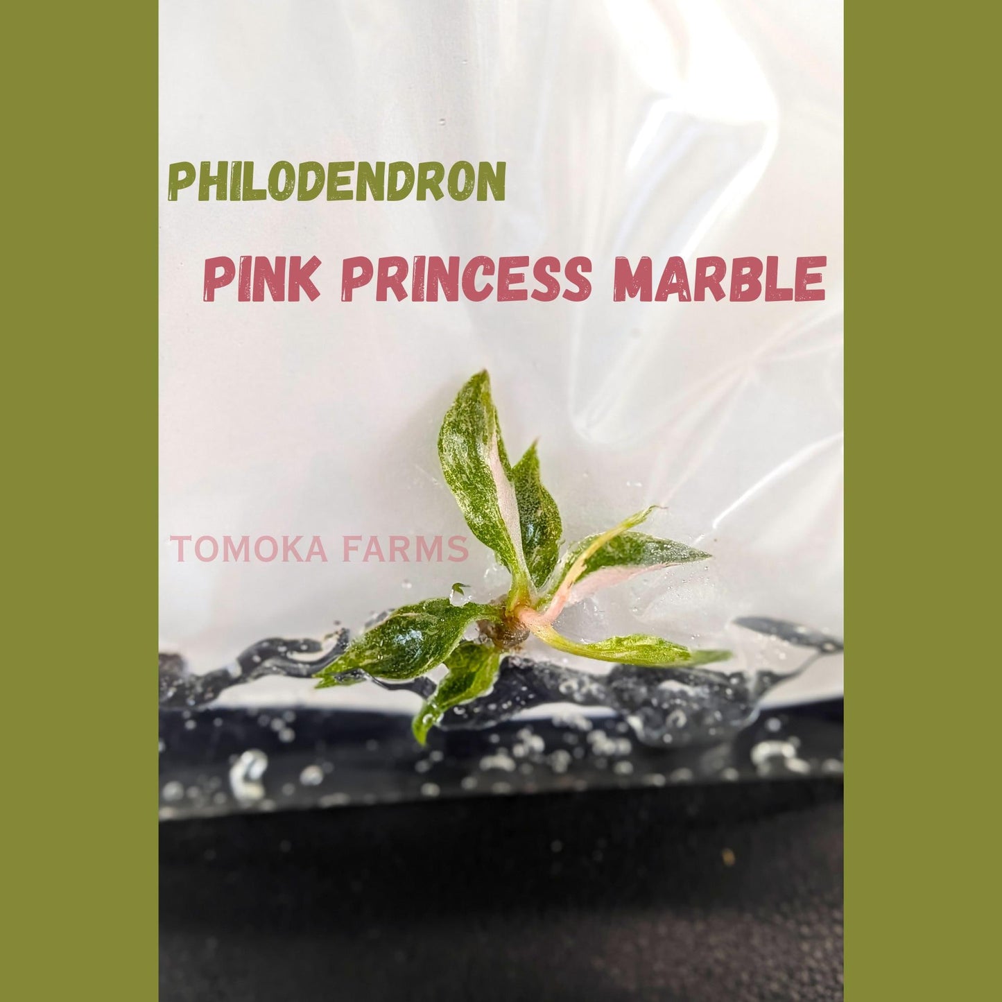 Philodendron Pink Princess Marble | Tissue Culture Plant | High Variegation | Tomoka Farms