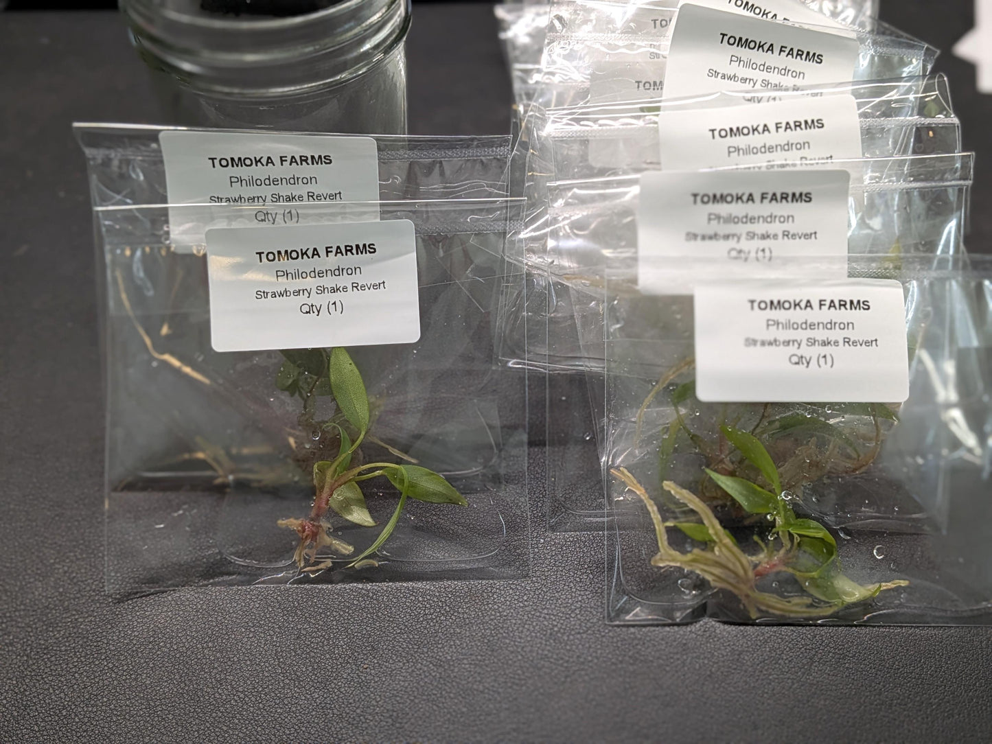 Philodendron Strawberry Shake Green (Red Emerald) | Tissue Culture Plant (Starter) | Tomoka Farms