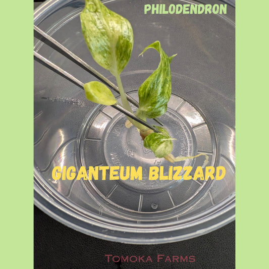 Philodendron Giganteum Variegated | Tissue Culture Plant | Tomoka Farms