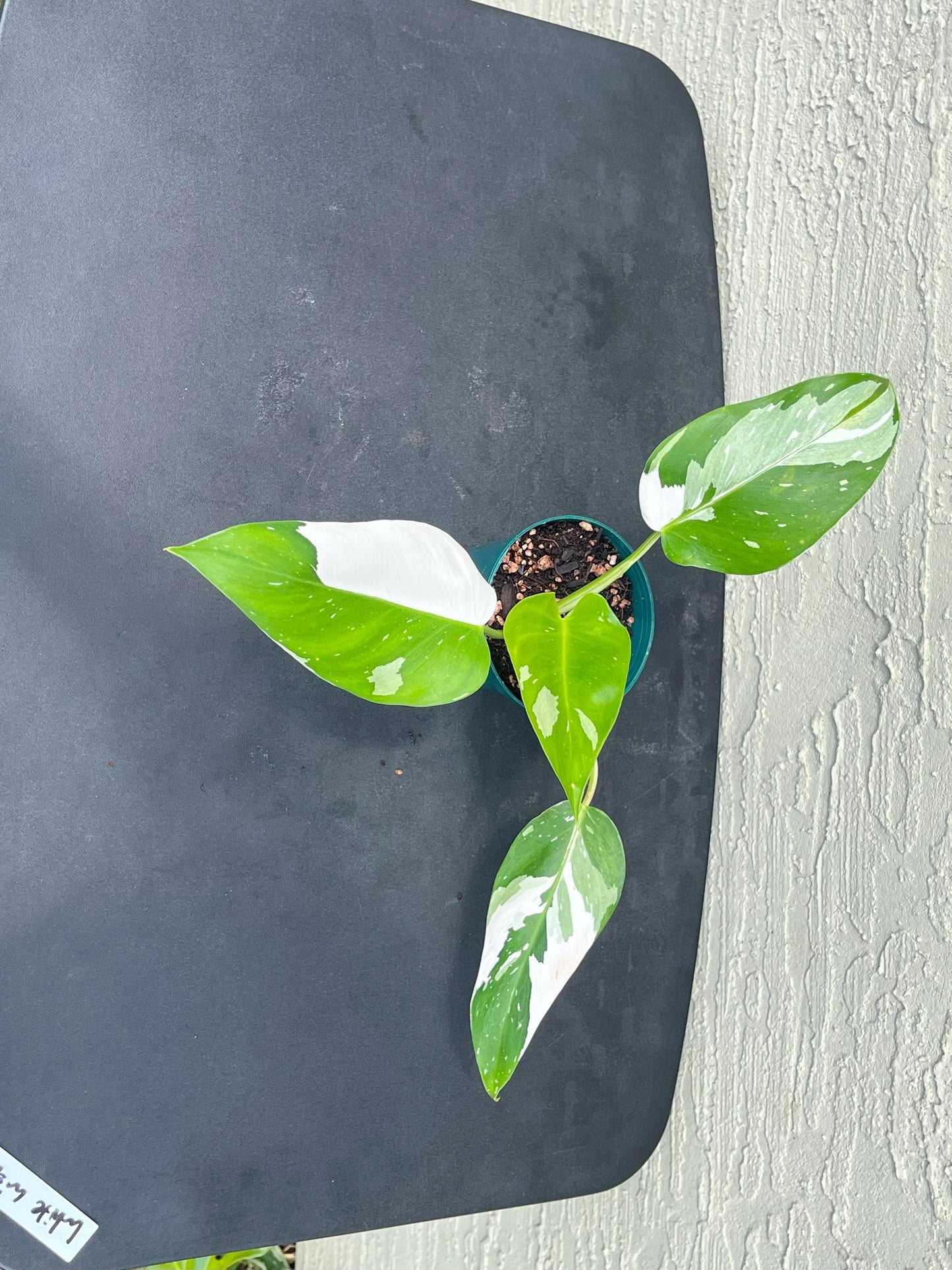 Philodendron White Wizard | Starter Plant | Tomoka Farms