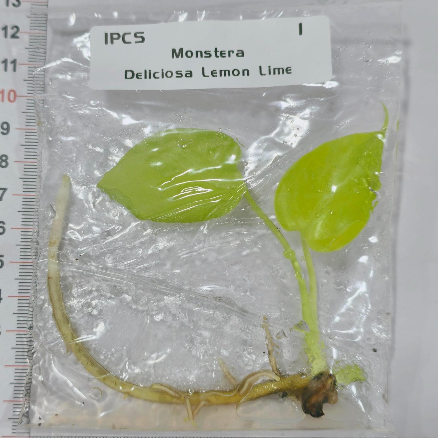 Monstera ‘Lemon Lime’ | Tissue Culture Plant (Starter / Preorder) | Tomoka Farms