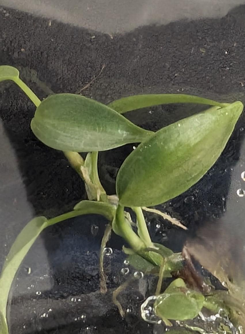 Philodendron Brandtianum | Tissue Culture Plant | Tomoka Farms