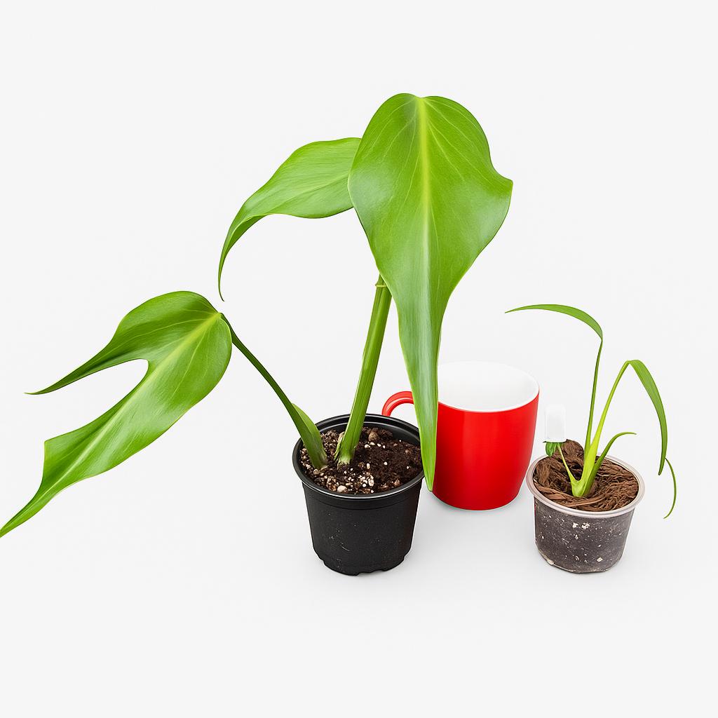 Monstera Burle Marx Flame | Starter Plant | Tomoka Farms