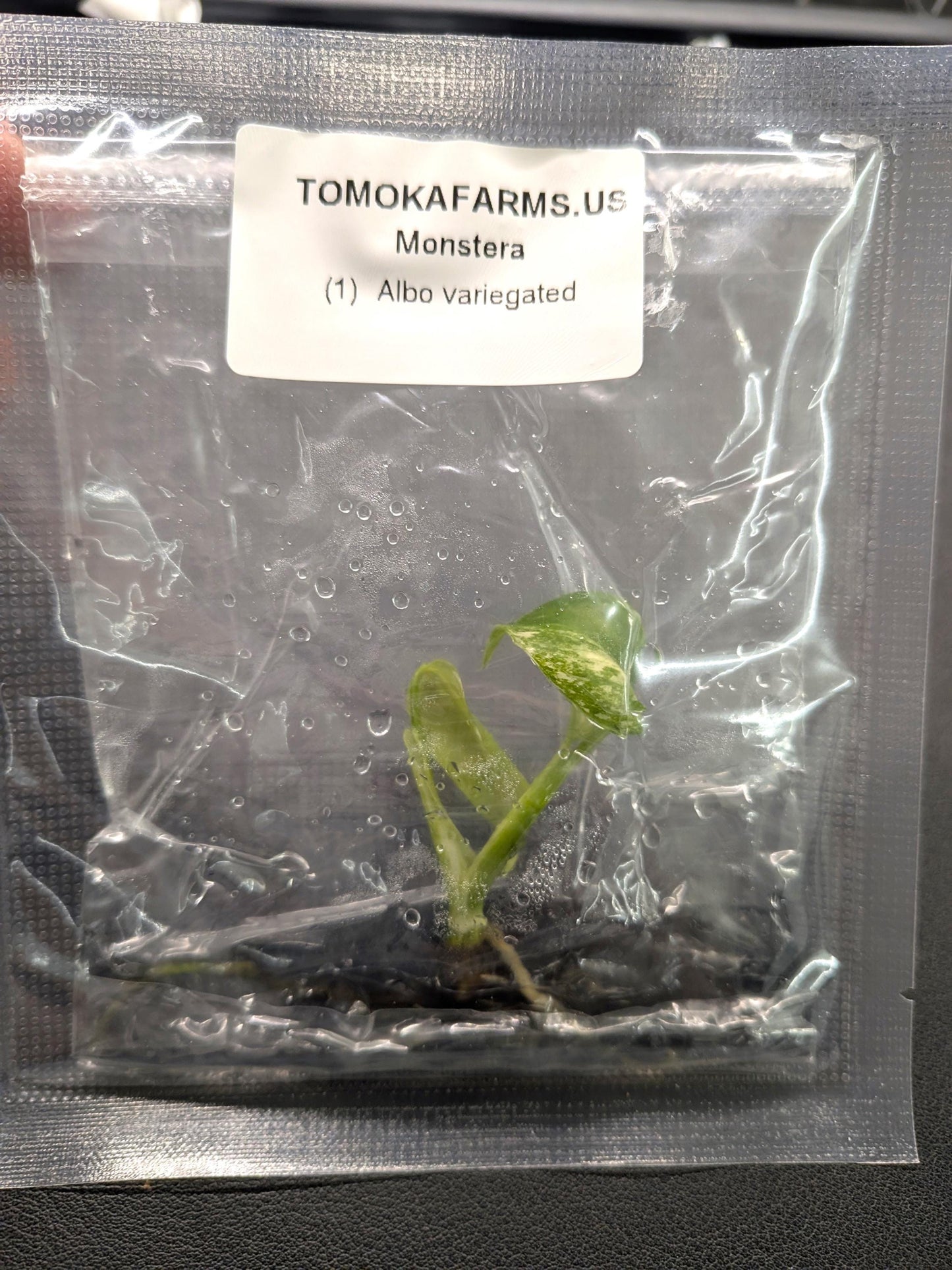 Monstera borsigiana ‘Albo’ | Tissue Culture Plant | Tomoka Farms