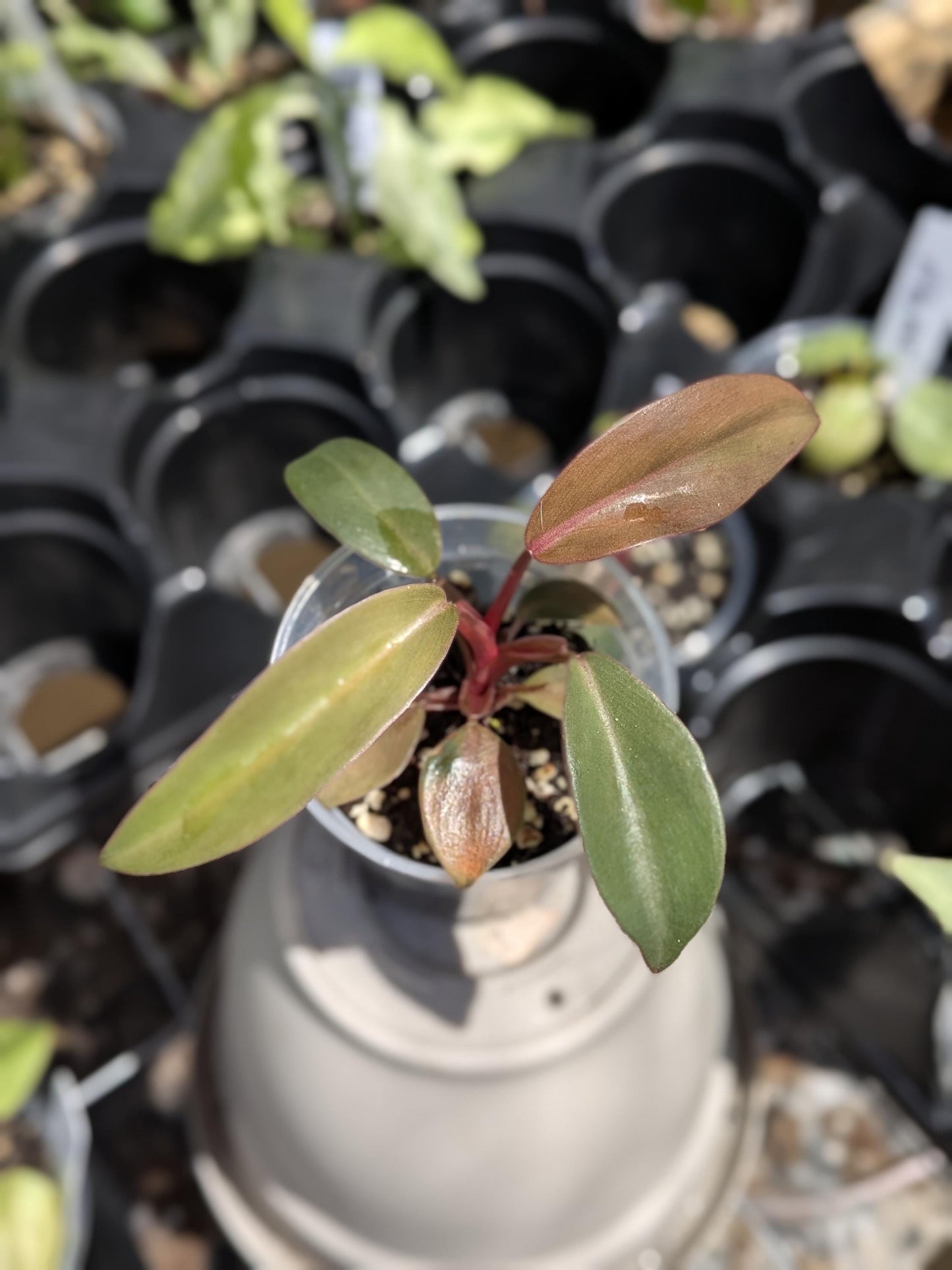 Philodendron Orange Princess | Starter Plant | Tomoka Farms