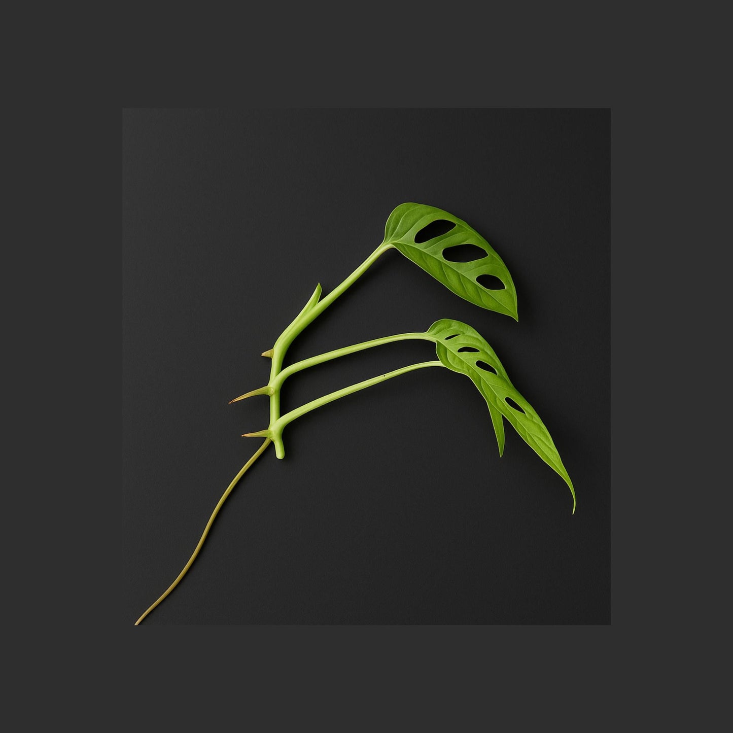 Monstera adansonii “Little Swiss” | Starter Plant | Tomoka Farms