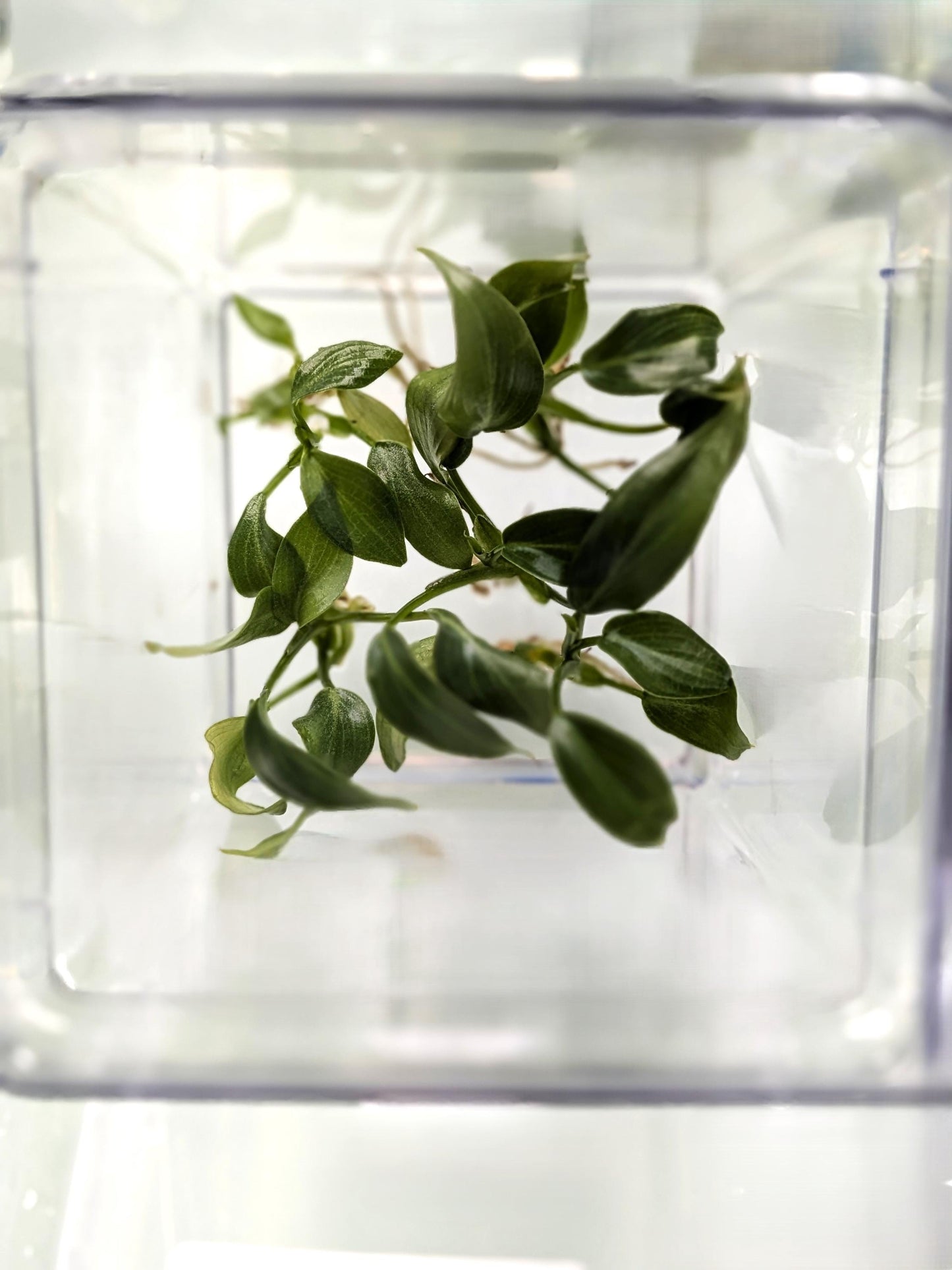 Philodendron Gloriosum Dark Form | Tissue Culture Plant (Starter) | Tomoka Farms