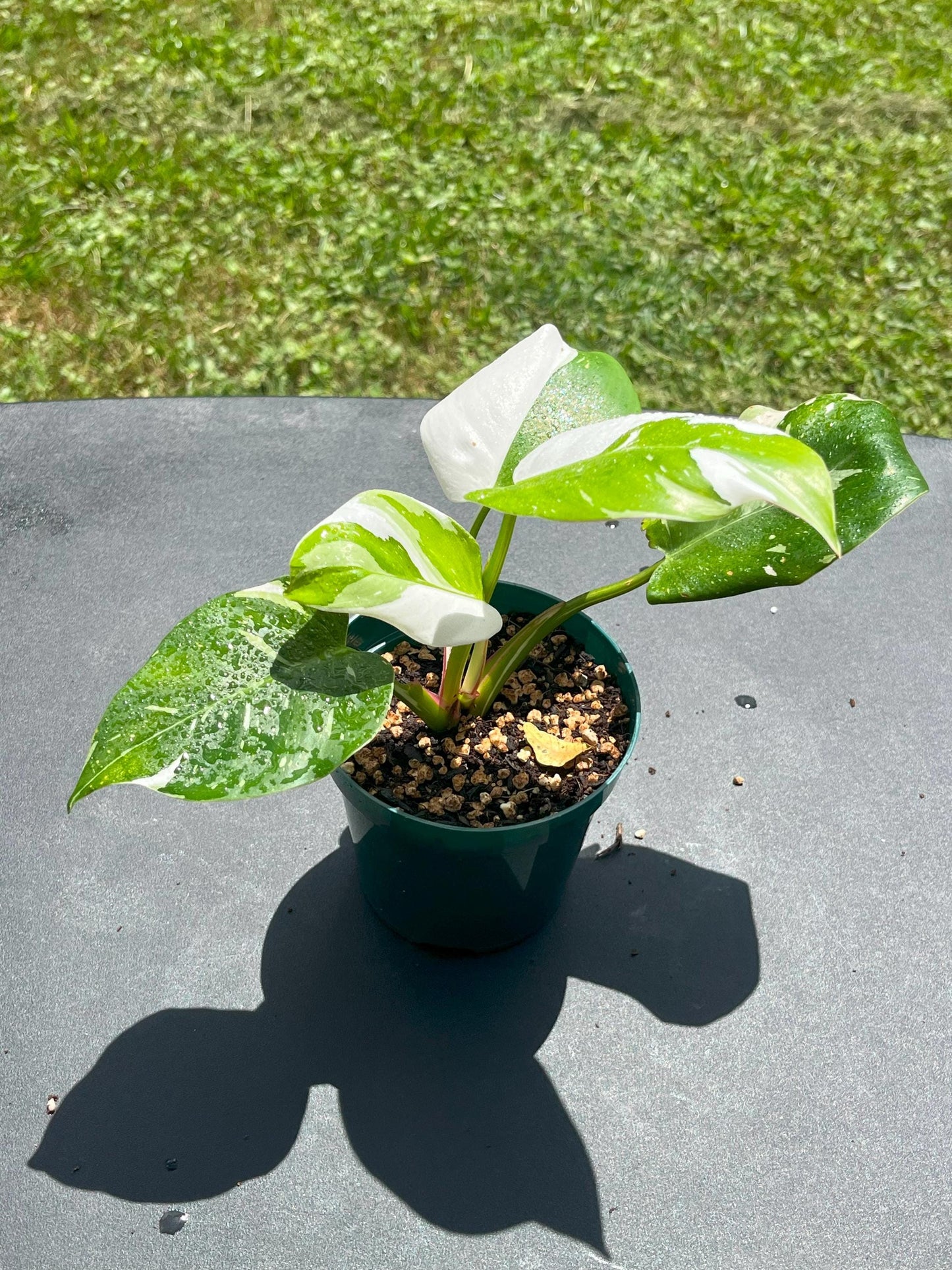 Philodendron White Princess | Starter Plant | Tomoka Farms