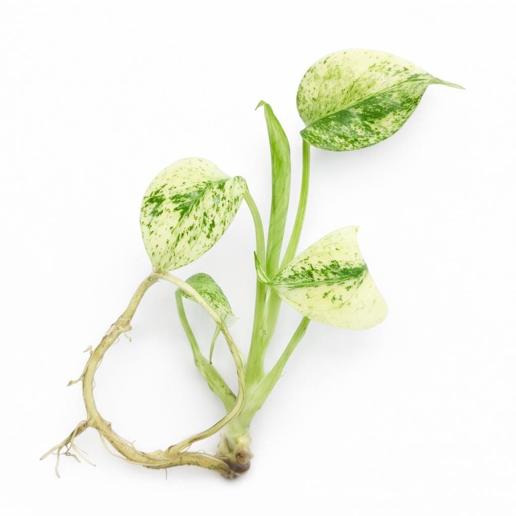 Monstera Deliciosa Mint Variegated | Tissue Culture Starter Plant (Preorder) | Tomoka Farms
