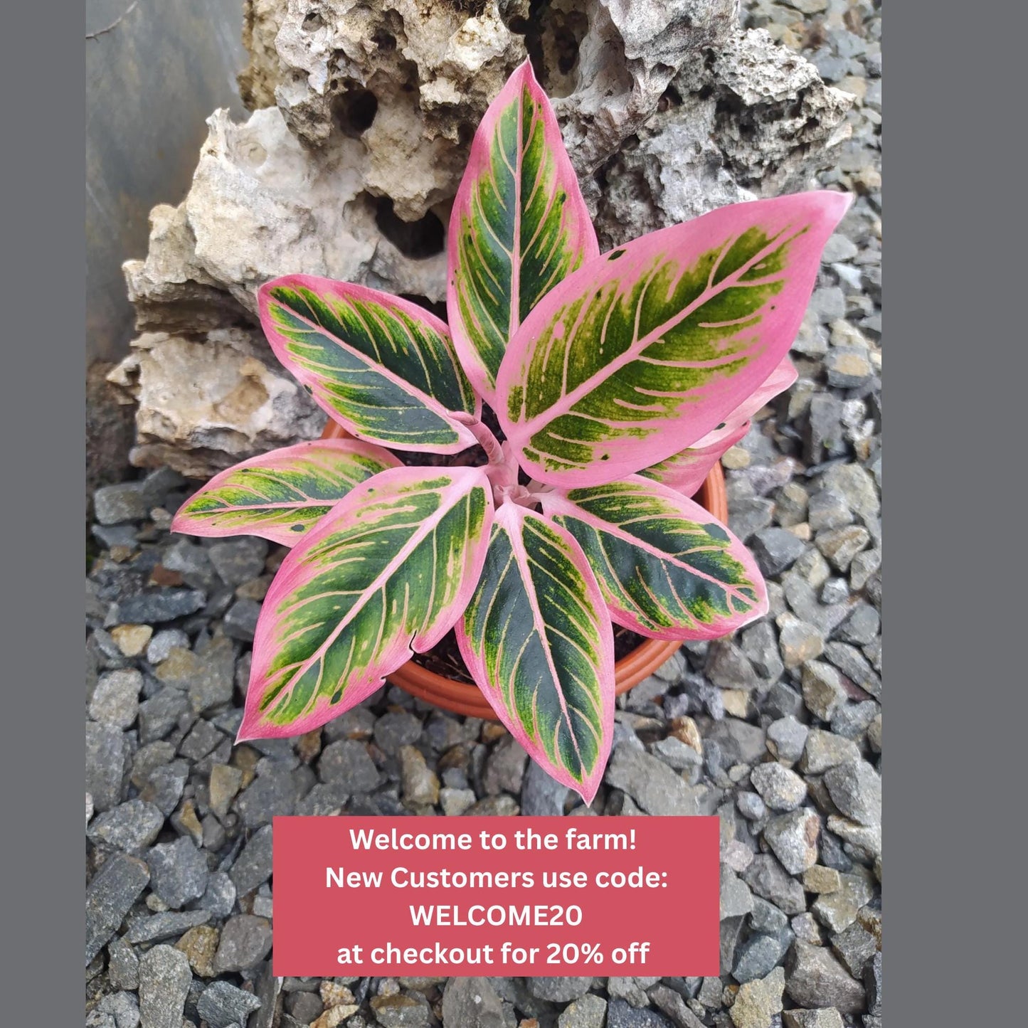 Aglaonema ‘Lotus Delight’ | Tissue Culture Plant (Starter) | Rare Pink Chinese Evergreen | Tomoka Farms