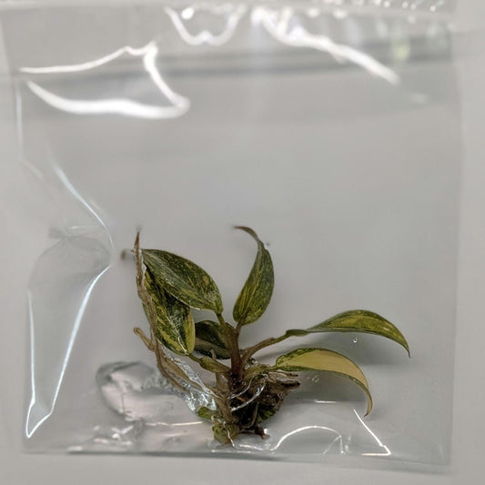 Philodendron Orange Princess Variegated | Tissue Culture Plant | Tomoka Farms