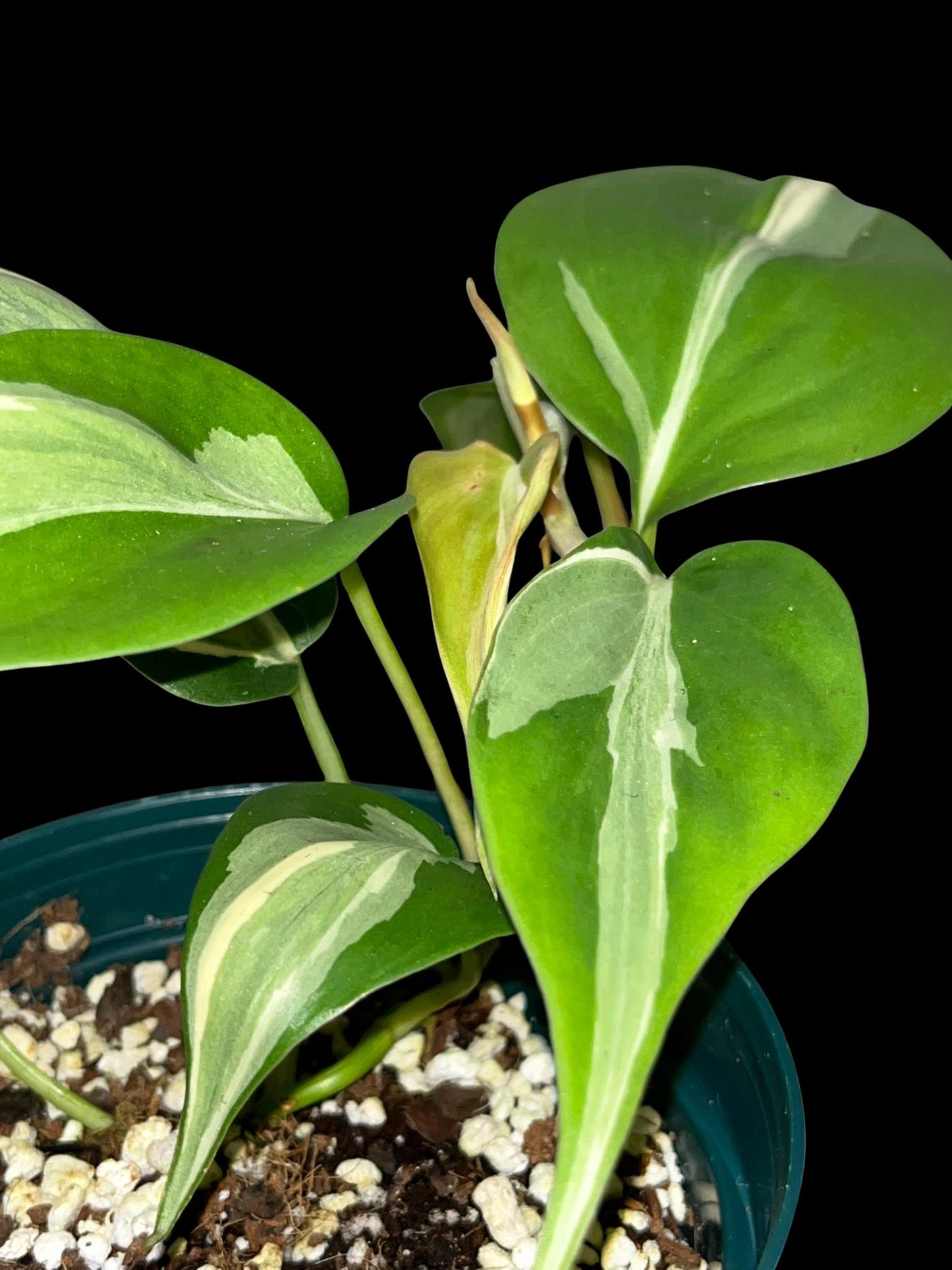 Philodendron Rio | Starter Plant | Tomoka Farms