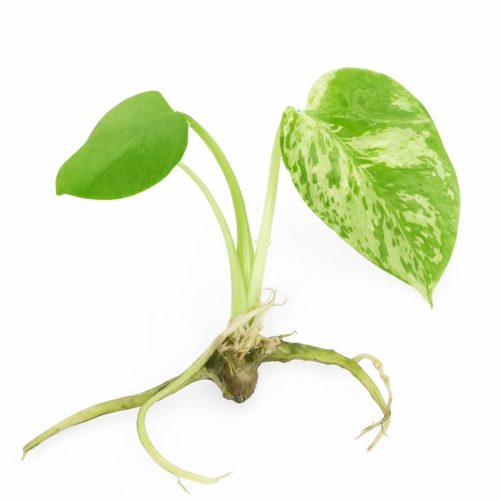 Monstera Deliciosa ‘Bulbasaur’ | Tissue Culture Plant (Starter) | Tomoka Farms