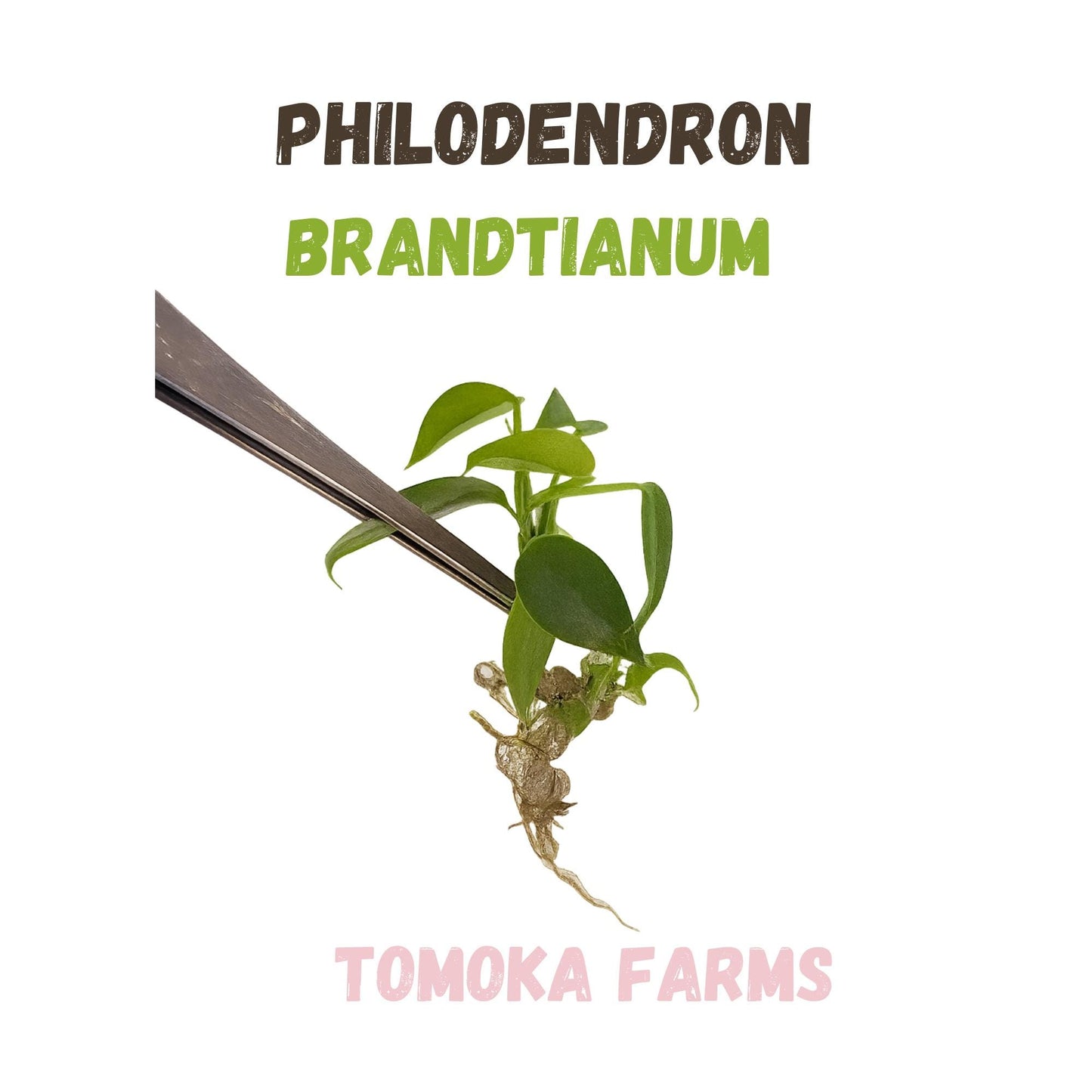 Philodendron Brandtianum | Tissue Culture Plant | Tomoka Farms