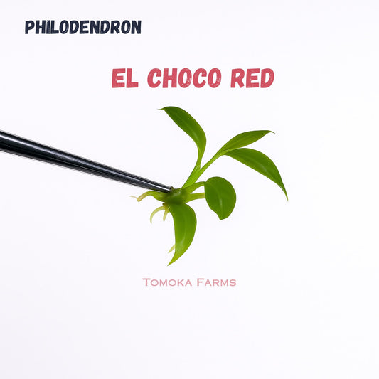 Philodendron El Choco Red | Tissue Culture Plant | Tomoka Farms