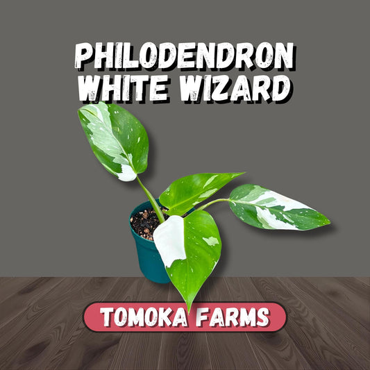 Philodendron White Wizard | Starter Plant | Tomoka Farms