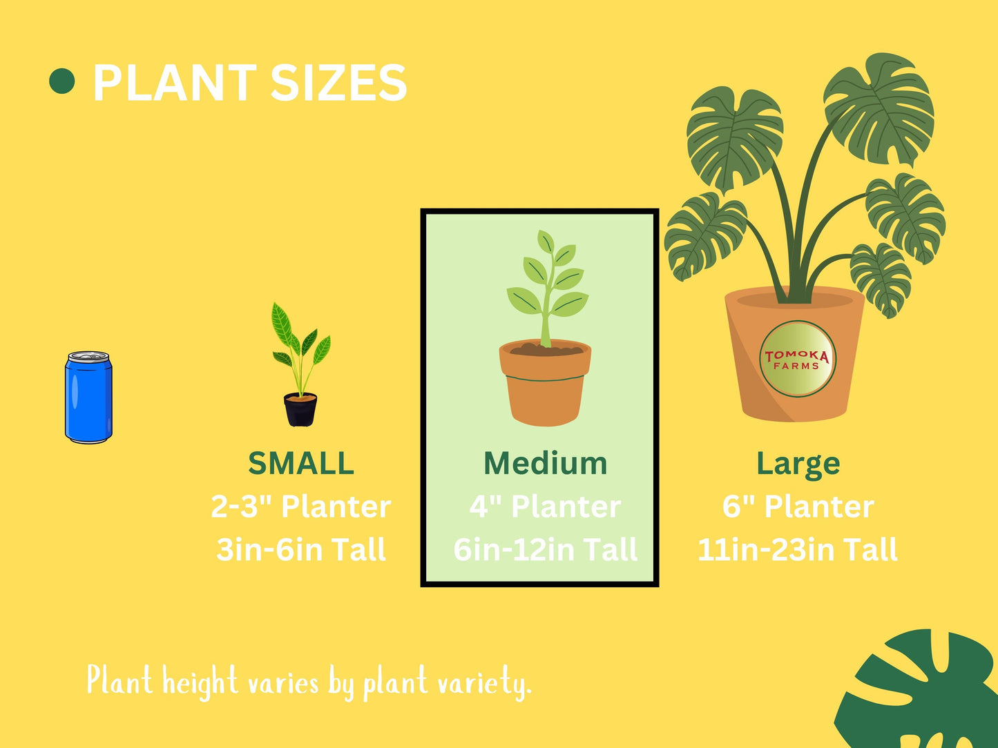 Aglaonema Red Valentine | Starter Plant | Tomoka Farms
