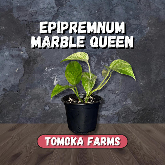 Marble Queen Pothos | Starter Plant | Tomoka Farms