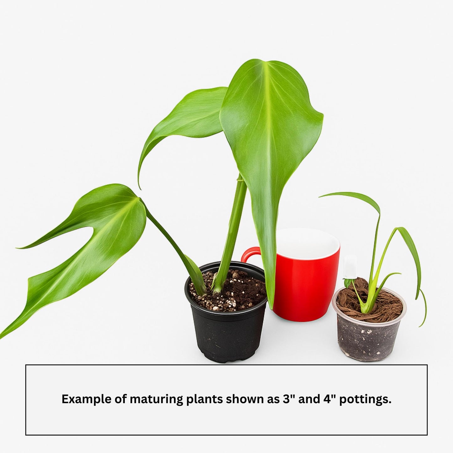 Monstera ‘Burle Marx Flame’ | Tissue Culture Plant (Starter) | Tomoka Farms