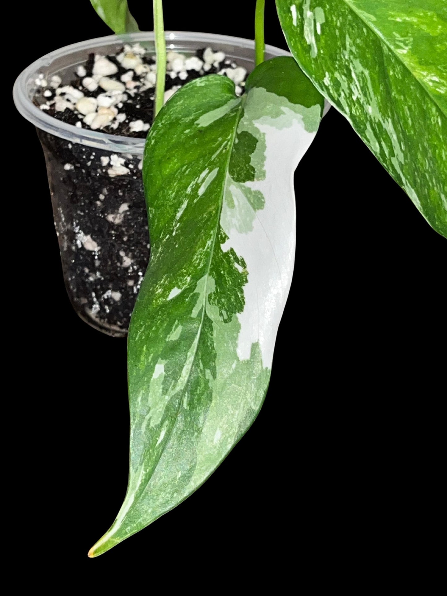 Rare Albo Pothos Starter | White Variegated Indoor Vine | Tomoka Farms