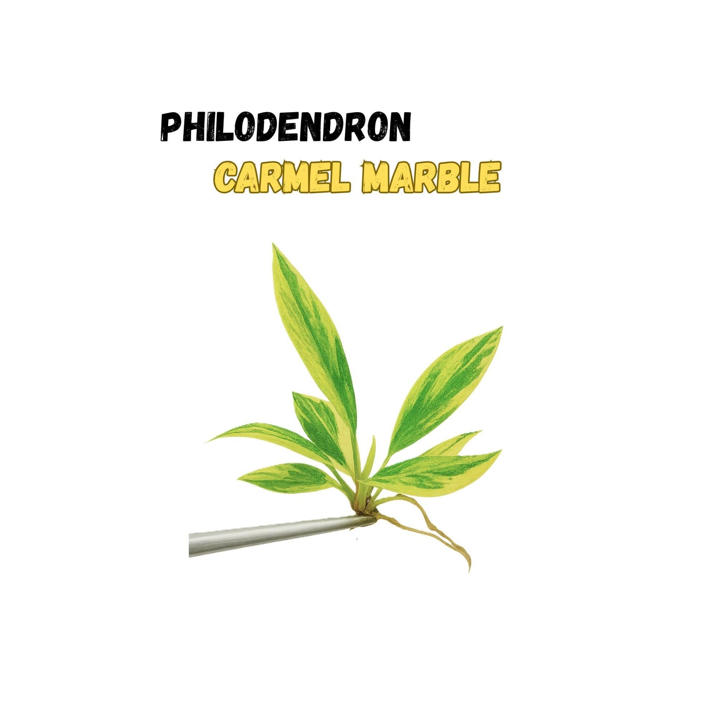 Philodendron Caramel Marble Variegated | Tissue Culture Plant | Tomoka Farms