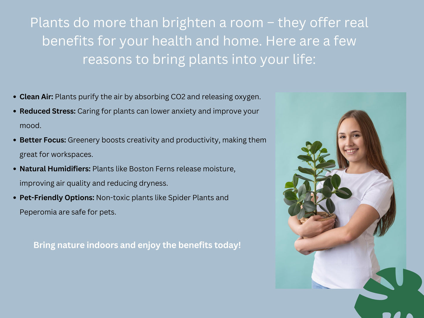 Philodendron Billietiae | Tissue Culture Plant | Tomoka Farms