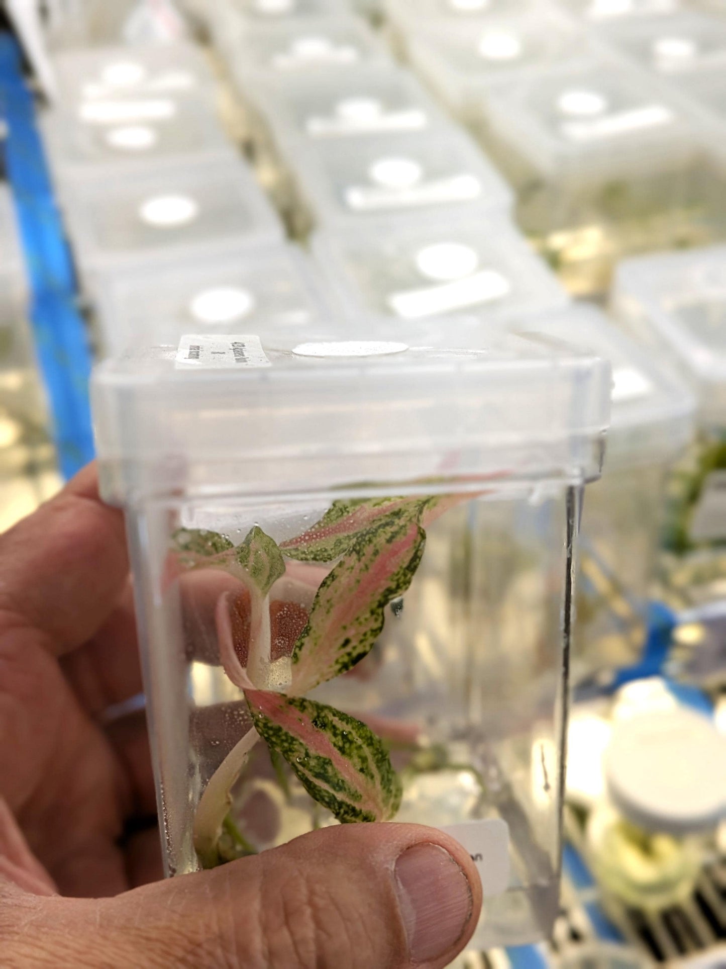 Aglaonema Paulina | Tissue Culture Plant | Tomoka Farms