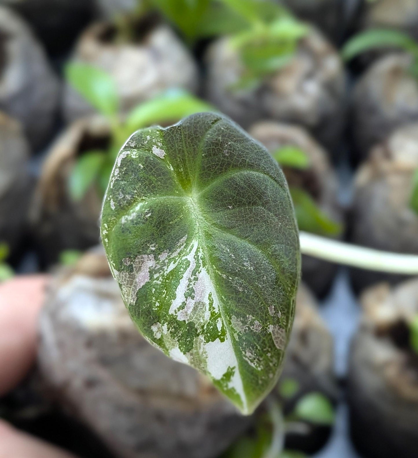 Alocasia Black Velvet Pink Variegated | Tissue Culture Plant Bundle | Preorder | Tomoka Farms