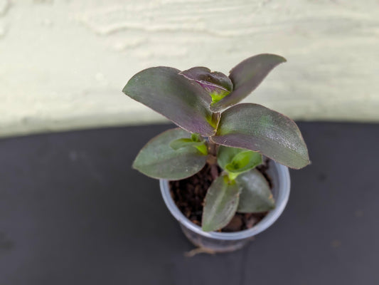 Tradescantia Purple Fuzzy | Starter Plant | Tomoka Farms