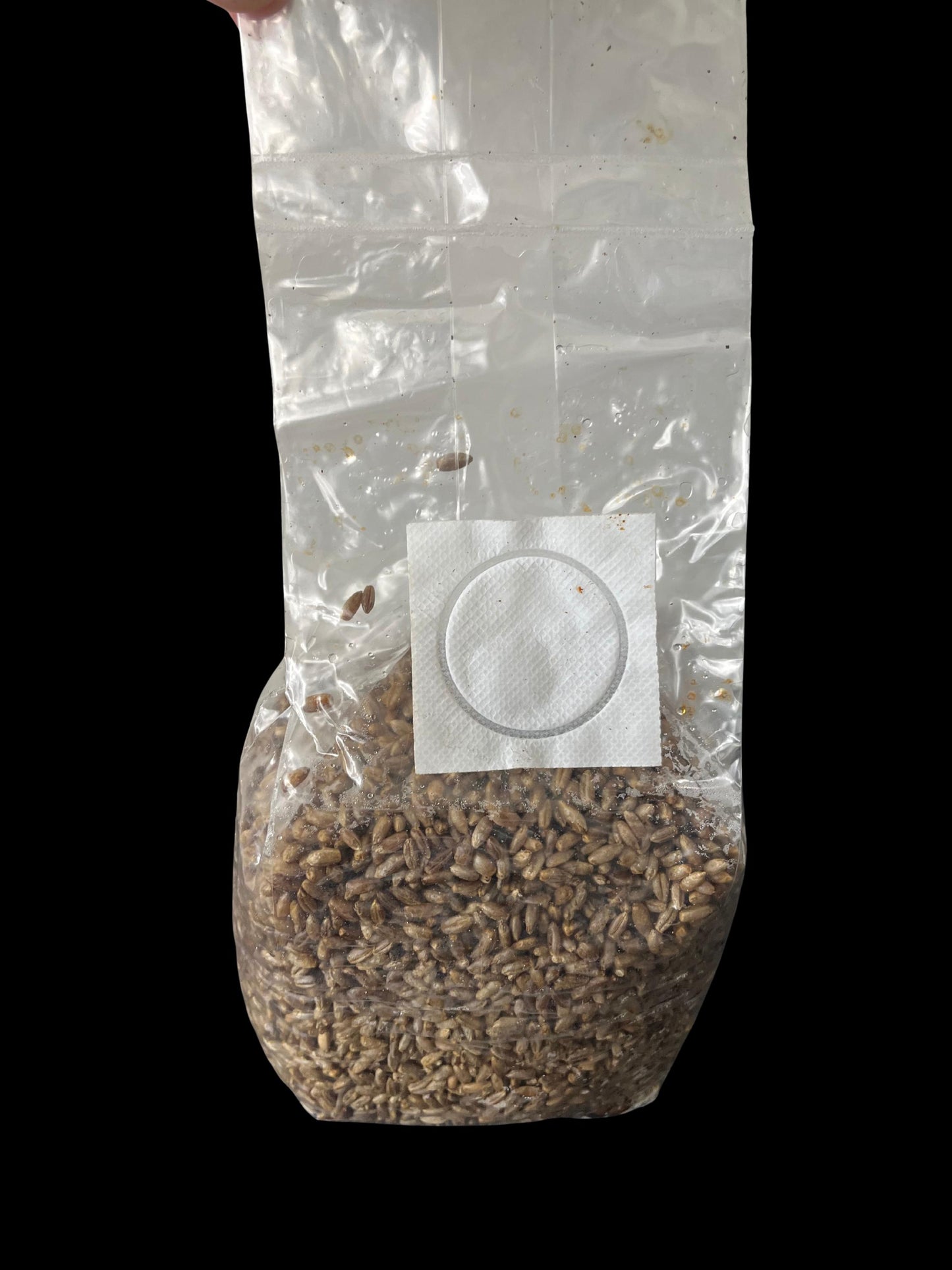 Sterile Rye Grain Bag | 2.5 lb | Tomoka Farms