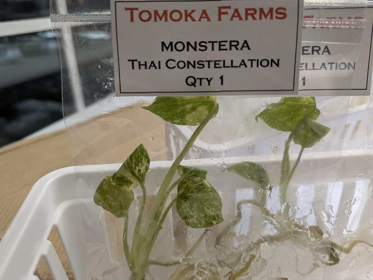 Monstera ‘Thai Constellation’ | Tissue Culture Plant (Starter) | High-Variegation Cream/Green | Tomoka Farms