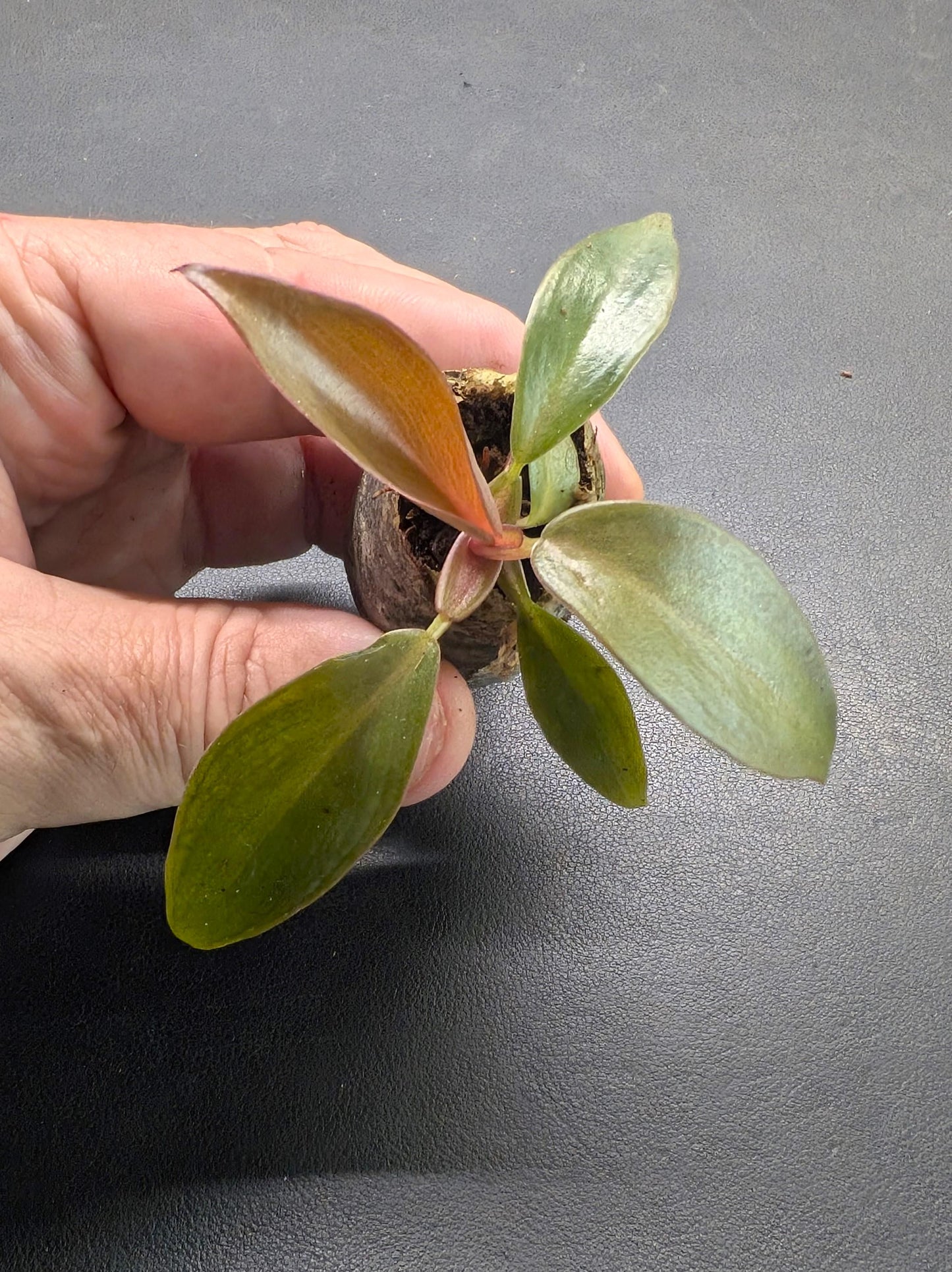 Philodendron Orange Princess | Starter Plant | Tomoka Farms
