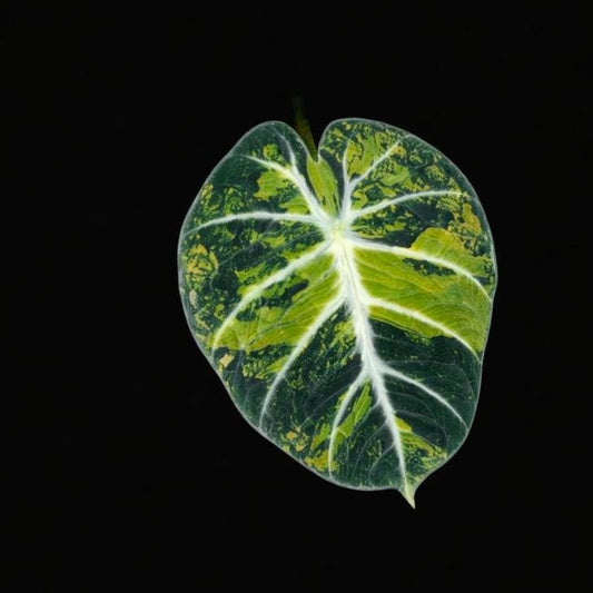 Alocasia Black Velvet ‘Gold Aurea’ | Tissue Culture Plant (Starter) | Tomoka Farms