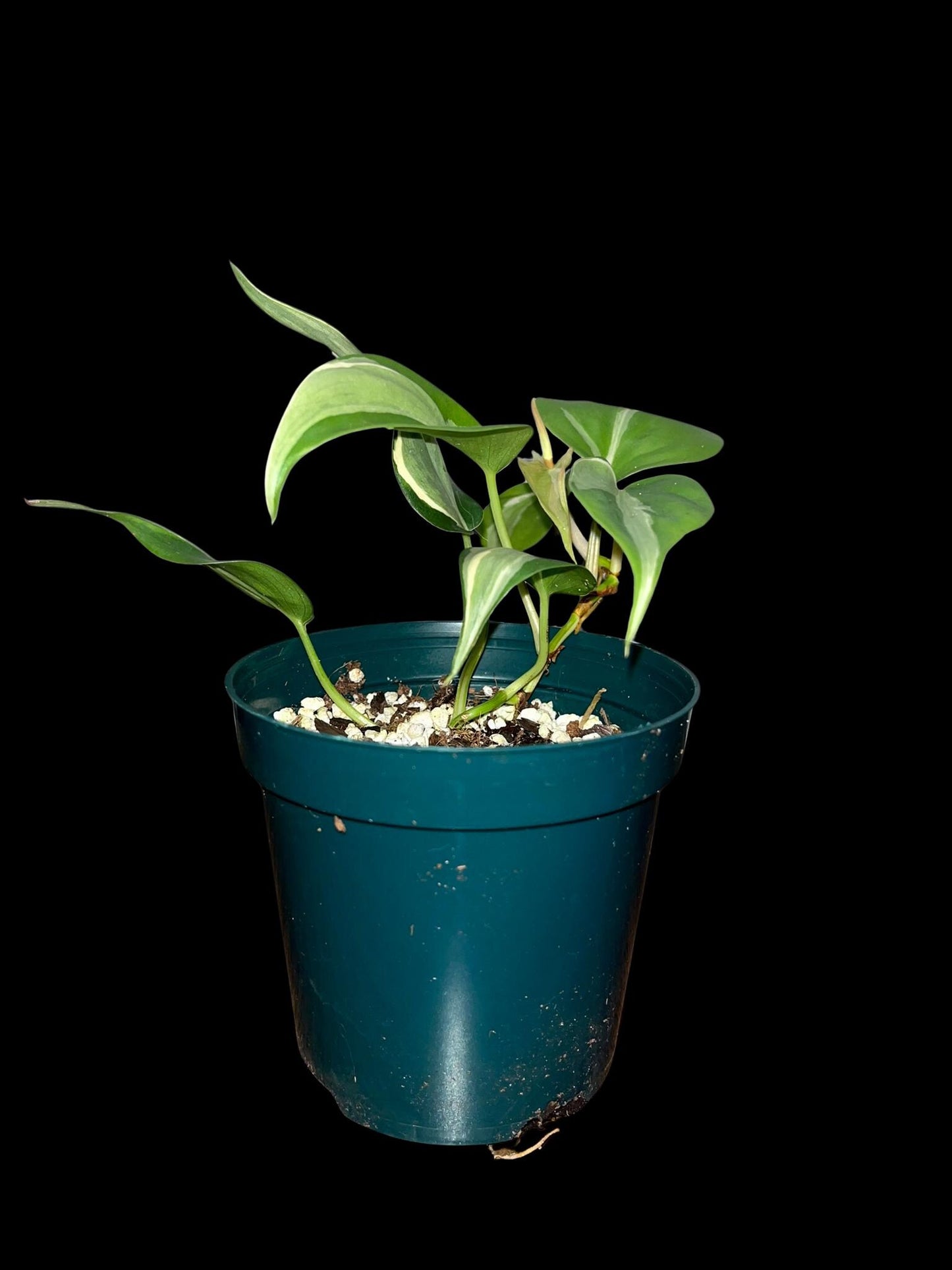 Philodendron Rio | Starter Plant | Tomoka Farms