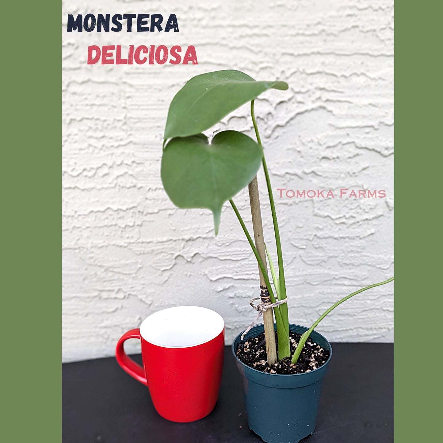Monstera deliciosa | Starter Plant | Tomoka Farms